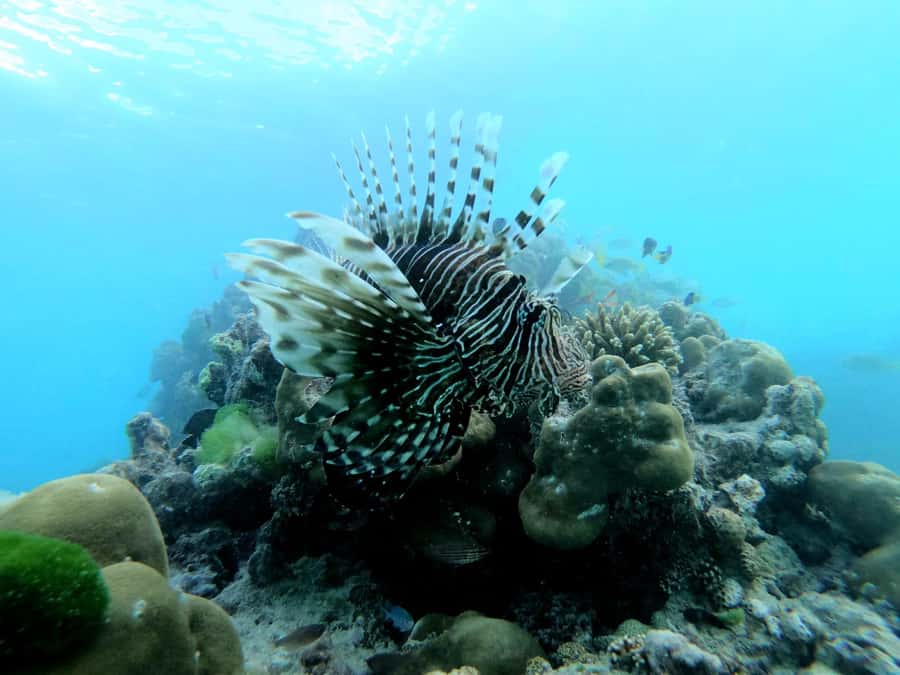 Curieuse and St Pierre Snorkeling Half-Day Trip No BBQ Lunch - Why Curieuse deserves the morning