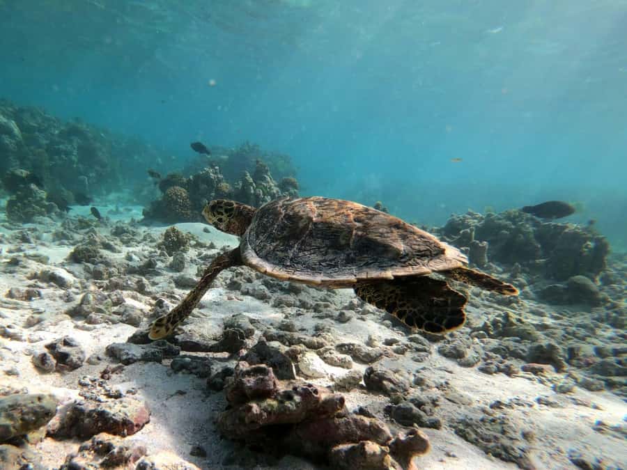 Curieuse and St Pierre Snorkeling Half-Day Trip No BBQ Lunch - A practical packing list