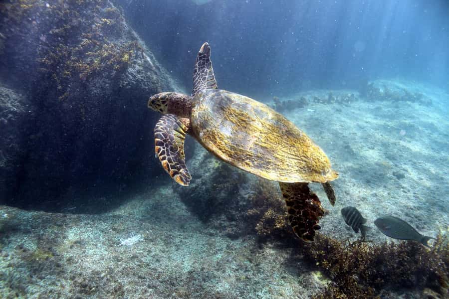 Curieuse Guided Tour, St Pierre, BBQ & 2 Snorkel Stops - Why this Curieuse day trip earns its place on your Praslin schedule