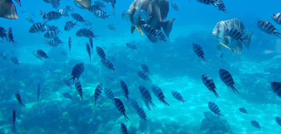 Eden Island: Semi-Submarine Tour in St. Anne Marine Park - What you might see beneath Saint Anne Marine Park