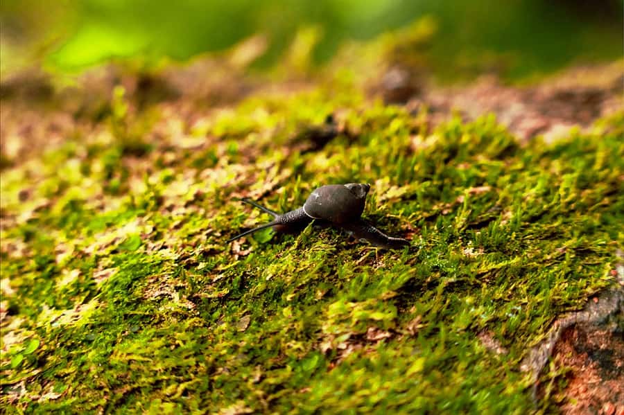 From Mahe: Guided Nature Trail Walk to Morne Blanc - The mist forest and its local plants