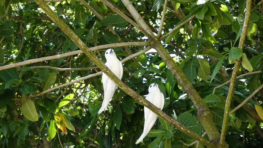 From Praslin: Cousin, Curieuse & St Pierre Islands Day Tour - Cousin Island makes this more than a beach-hopping trip