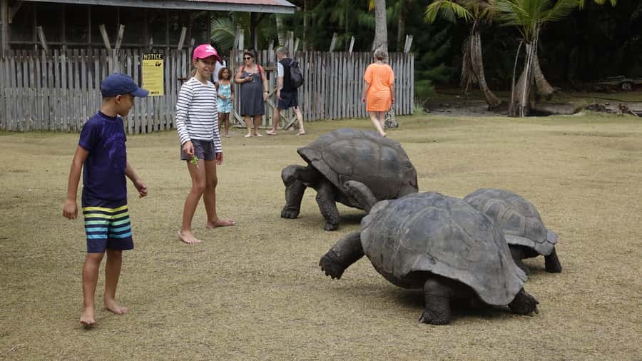From Praslin: Cousin, Curieuse & St Pierre Islands Day Tour - Curieuse brings the giant tortoises close