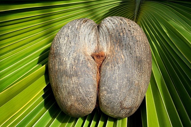 Full Day Discovery Tour of Vallee de Mai and Anse Lazio on Praslin Island - Starting at 8:30 am With Pickup on Praslin