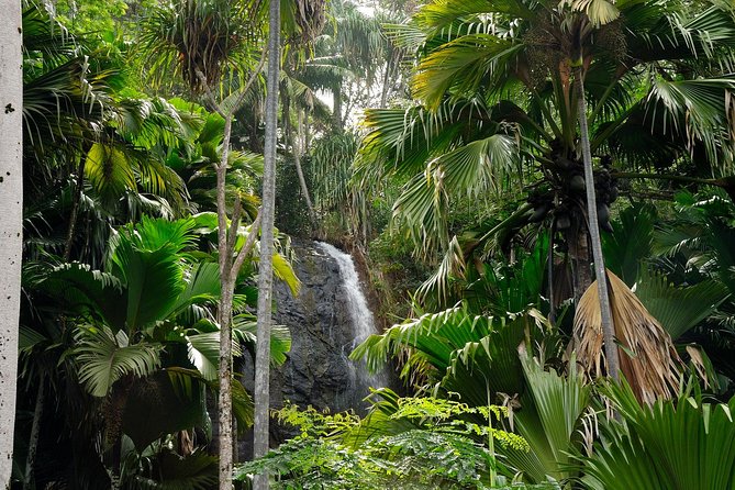 Full Day Discovery Tour of Vallee de Mai and Anse Lazio on Praslin Island - What the Guide Adds to the Forest Visit