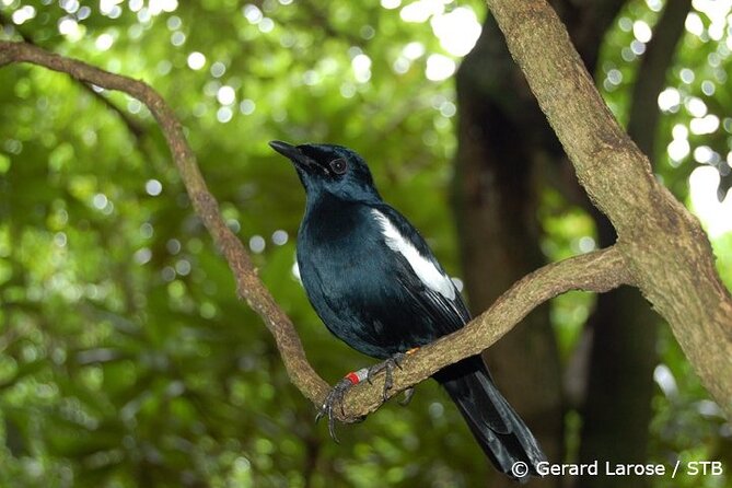 Full Day Excursion of Cousin, Curieuse and St Pierre Islands from Praslin Island - Cousin Island and its rare birdlife
