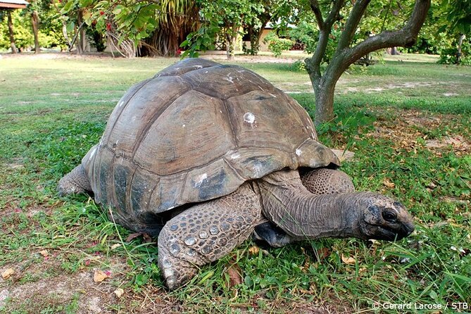 Full Day Excursion of Cousin, Curieuse and St Pierre Islands from Praslin Island - The 30-minute crossing to Curieuse