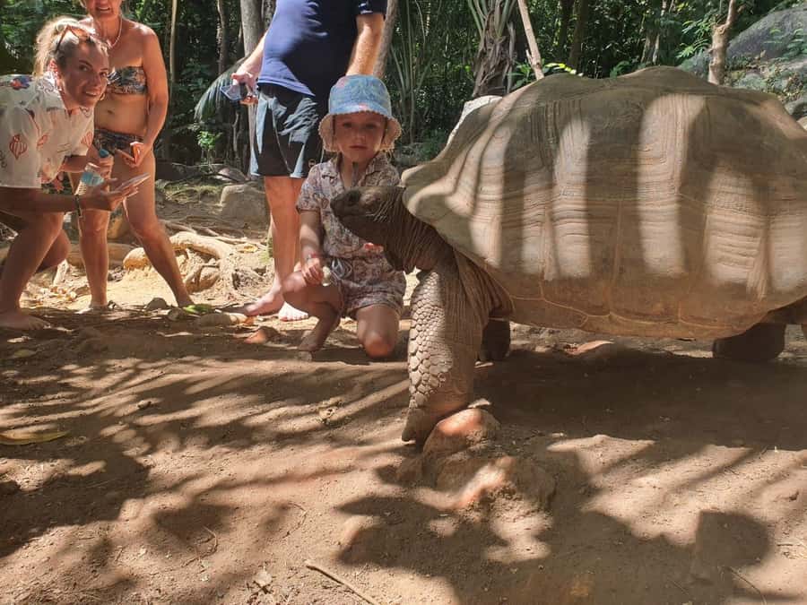 Glassbottom boat & Crystalkayak SteAnneMarinePark Snorkeling - Meeting the giant tortoises on Cerf Island