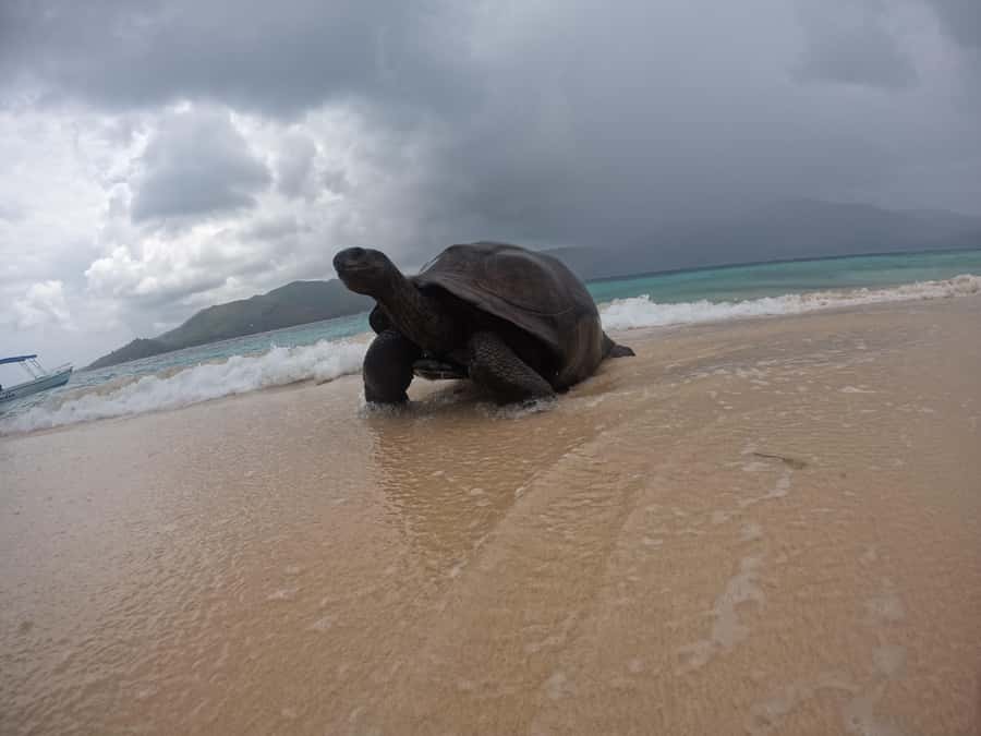 Island Adventure Cousin, Curieuse & St Pierre with BBQ Bliss - Curieuse Island, tortoises, mangroves, and a long lunch