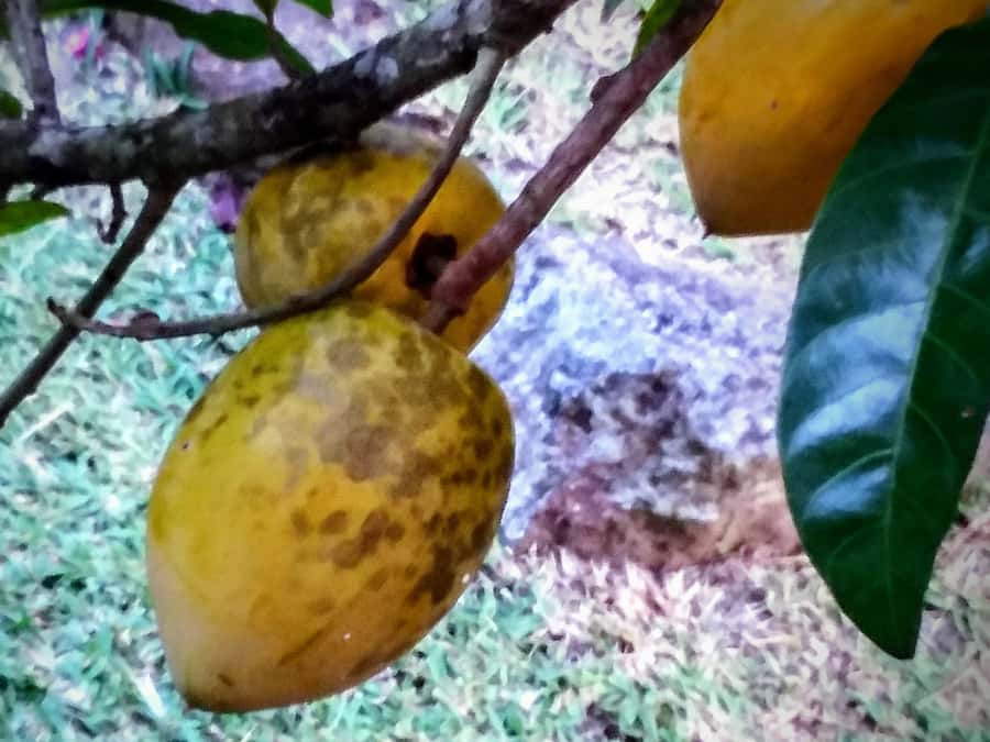 Mahé: Customizable Private Tour of Island with Driver - Gardens, plants, and the rum distillery