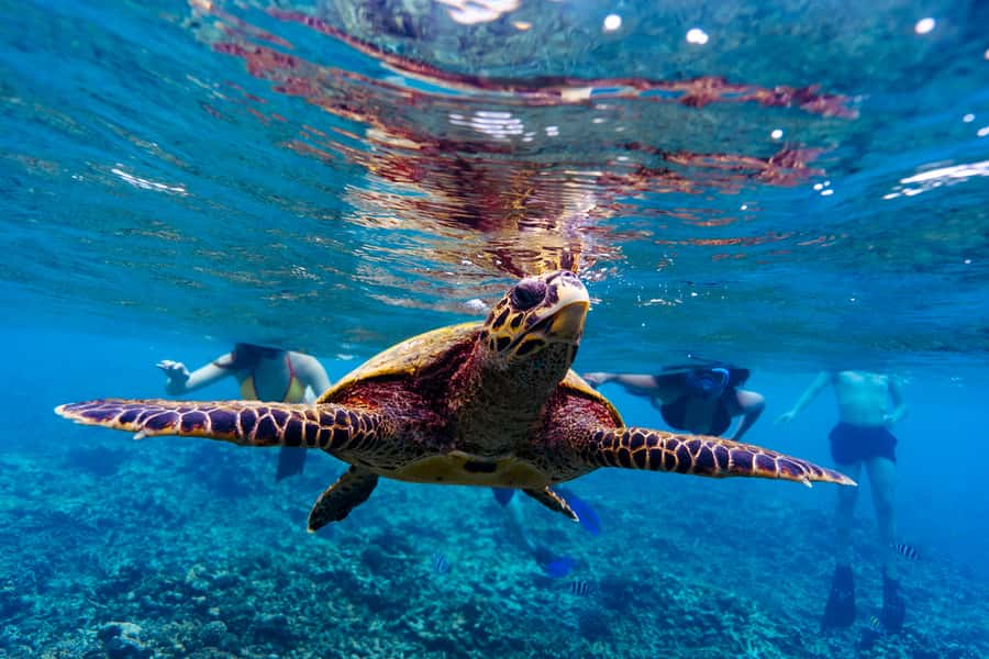 Mahé: Saint-Anne Marine Park and Moyenne Island Cruise - Timing, group size, and comfort