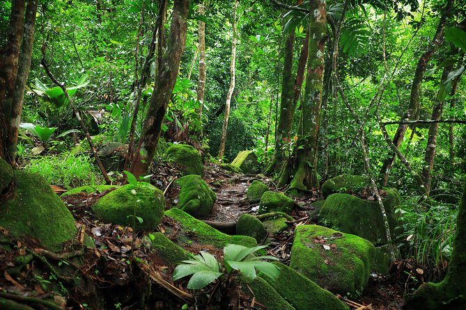 Nature trail - Morne Blanc (Mahe) - Why Morne Blanc is worth the climb