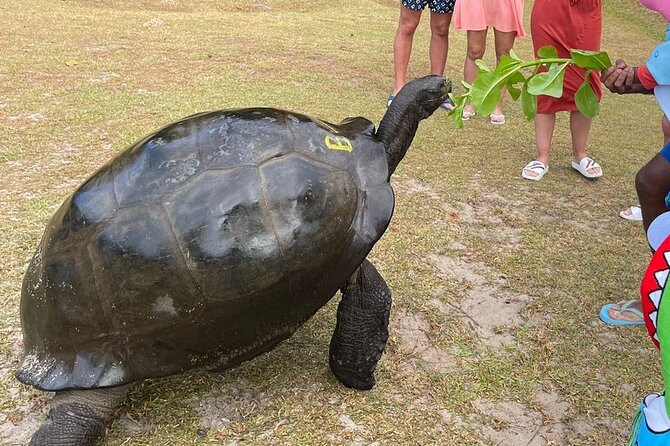 Omnibus service in Seychelles - What to expect from the communication