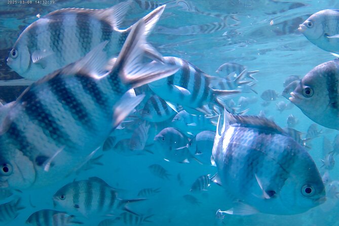 Praslin Curieuse, St Pierre &AnseLafarine fullday trip CreoleBBQ - What the $90.71 price really covers