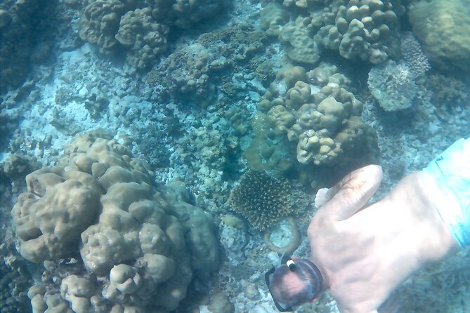 Praslin Curieuse, St Pierre &AnseLafarine fullday trip CreoleBBQ - Group size, guiding, and the pace of the day