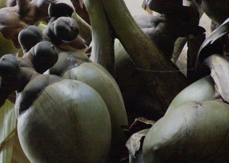 Praslin : Private tour - Choosing between Vallée de Mai and Fond Ferdinand