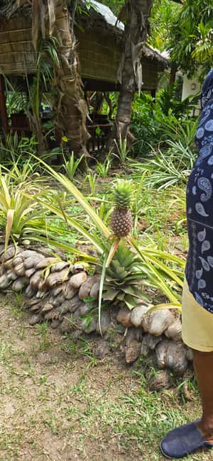 Praslin:Private Tour ValleDeMai,CoteD'orMuseum & AnseLazio - The Coco de Mer is more than a photo stop