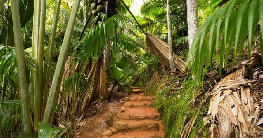Praslin : Tour (Shared) - The short walk from Mt Plaisir to Anse Lazio