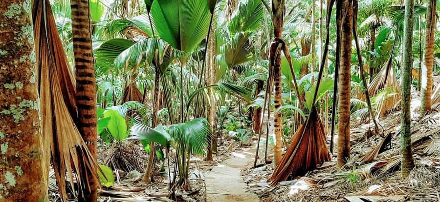 Praslin: Vallée de Mai and Anse Lazio Beach Full-day Tour - Looking for Praslin’s Black Parrot