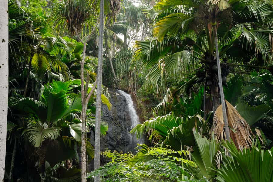 Praslin: Vallée de Mai and Anse Lazio Beach Full-day Tour - The afternoon at Anse Lazio