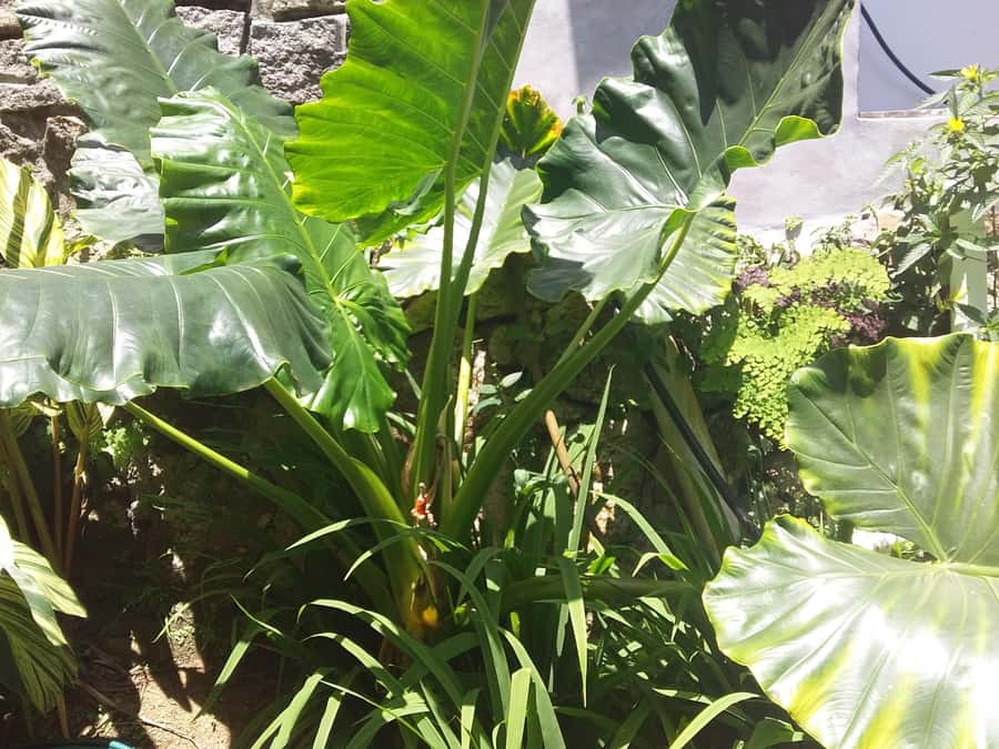 Private half day tour with free rum tasting - Who should book this Mahé tour?