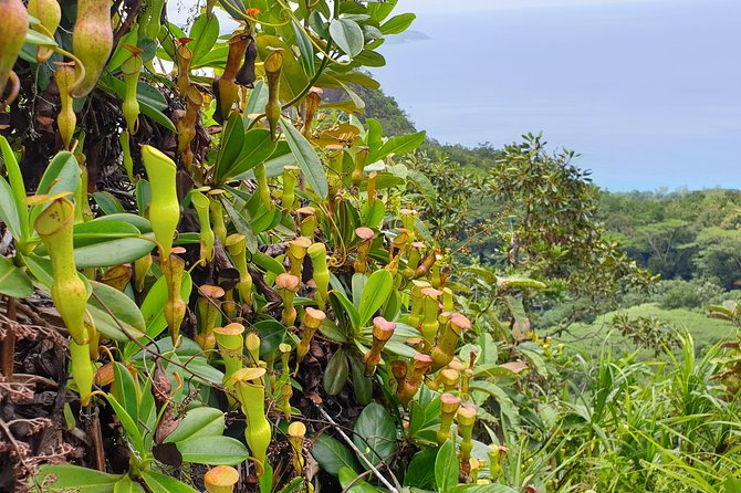 Private Nature Tours & Trail 1 to 5 persons - Should You Book Cocotier Tours?