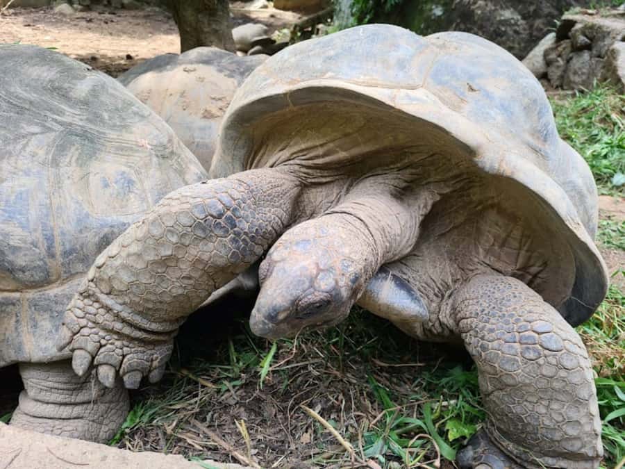 Seychelles: Full Day Private Tour in Mahe (1 to 5 Person) - Key points at a glance