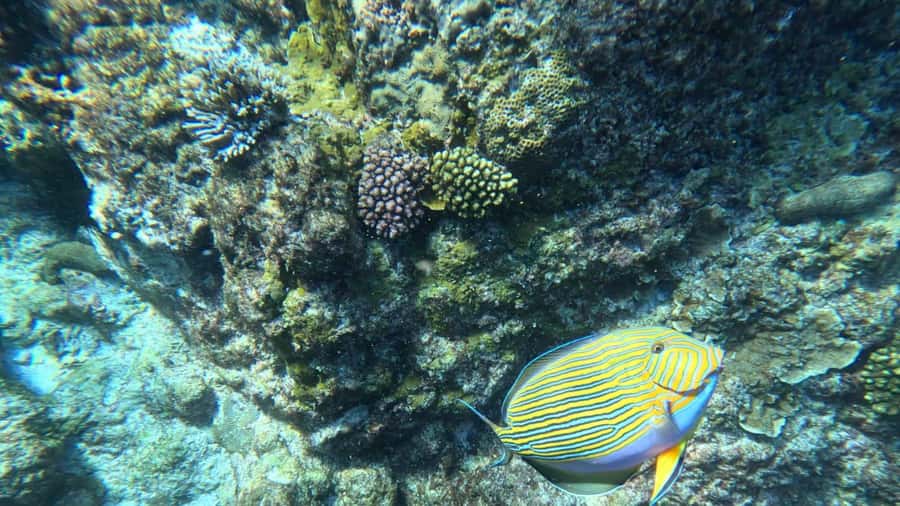 Snorkeling St-Pierre Marine Park and Anse Petite Cour - First stop: St-Pierre Marine Park