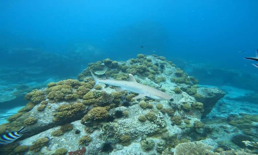 Snorkeling St-Pierre Marine Park and Anse Petite Cour - The most important issue: getting back on the boat