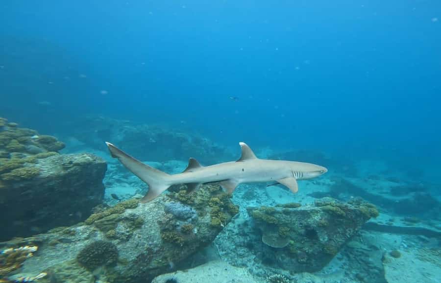 Snorkeling St-Pierre Marine Park and Anse Petite Cour - Group size, comfort, and pace