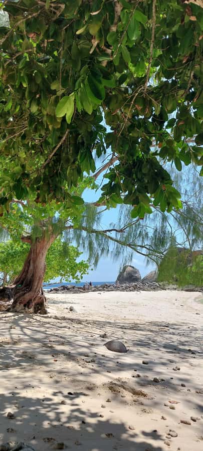 Tour Mahe Seychelles your way. Victoria national park beache - Lunch, Creole Food, and the Flexible Midday Stop