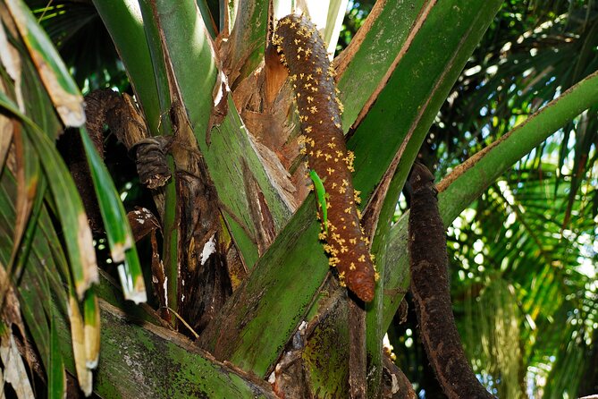 Vallee de Mai Tour (From Praslin) - Is $102.75 a fair price?