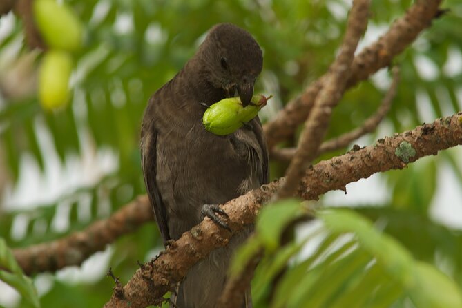Vallee de Mai Tour (From Praslin) - What is not included, and what to bring